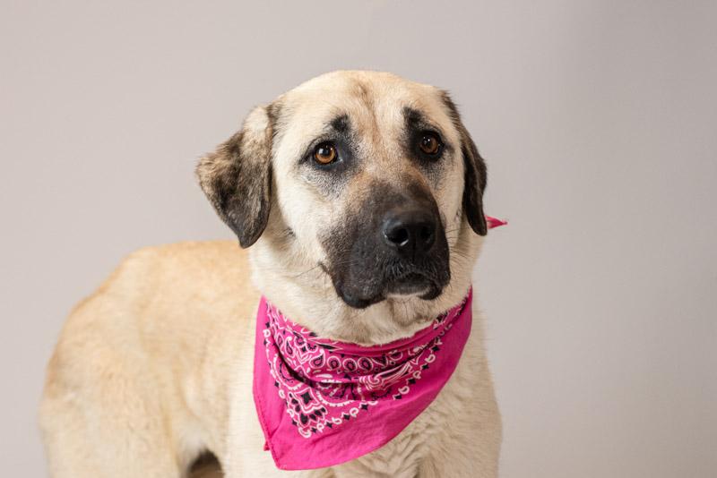 Missoula valley animal shelter