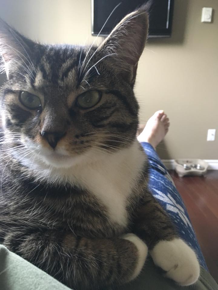 Commander Timbit