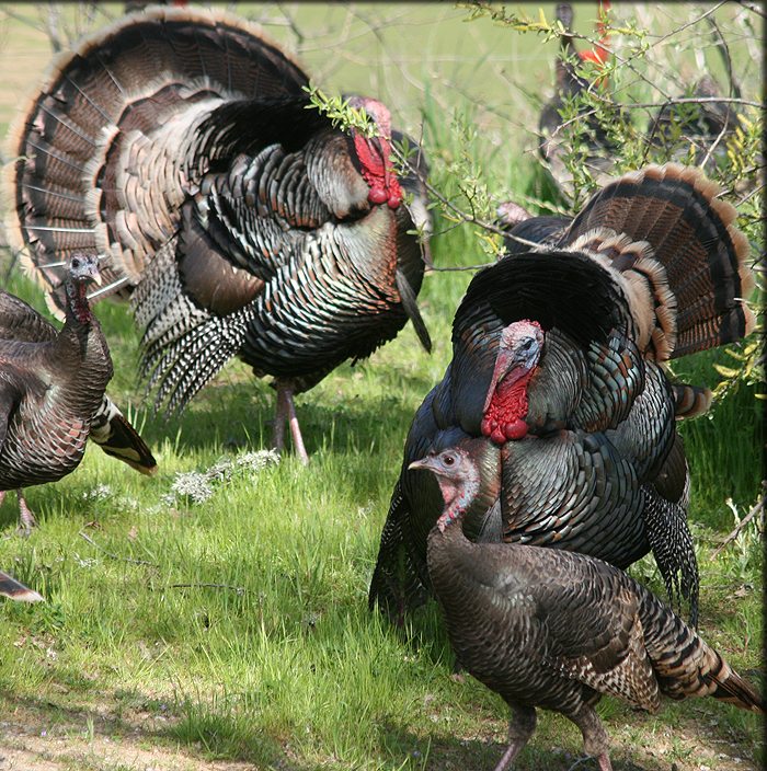 All about rearing turkeys
