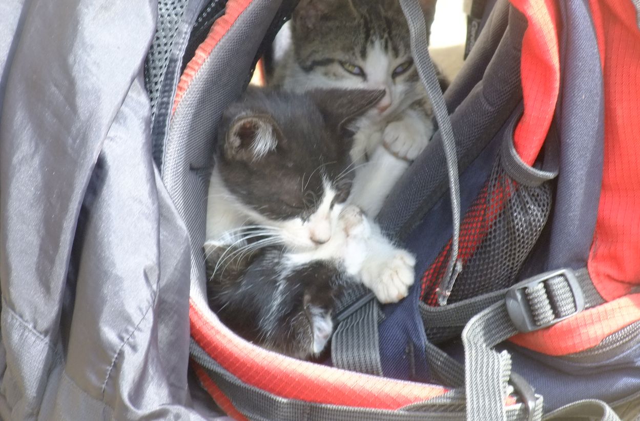 Miestne kočky vo Vladovom ruksaku.