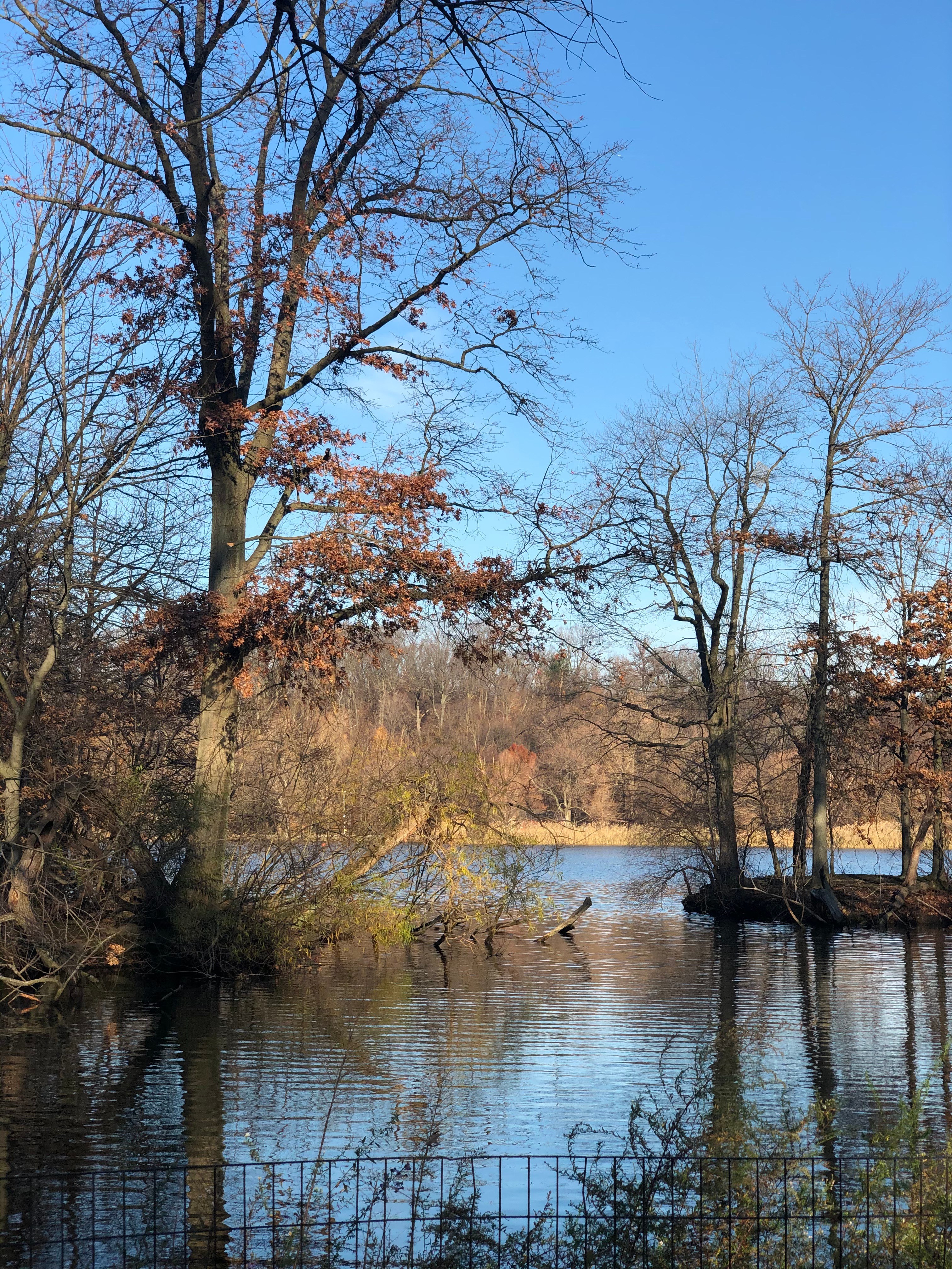 A winter view across the lake in Prospect Park in Brooklyn.