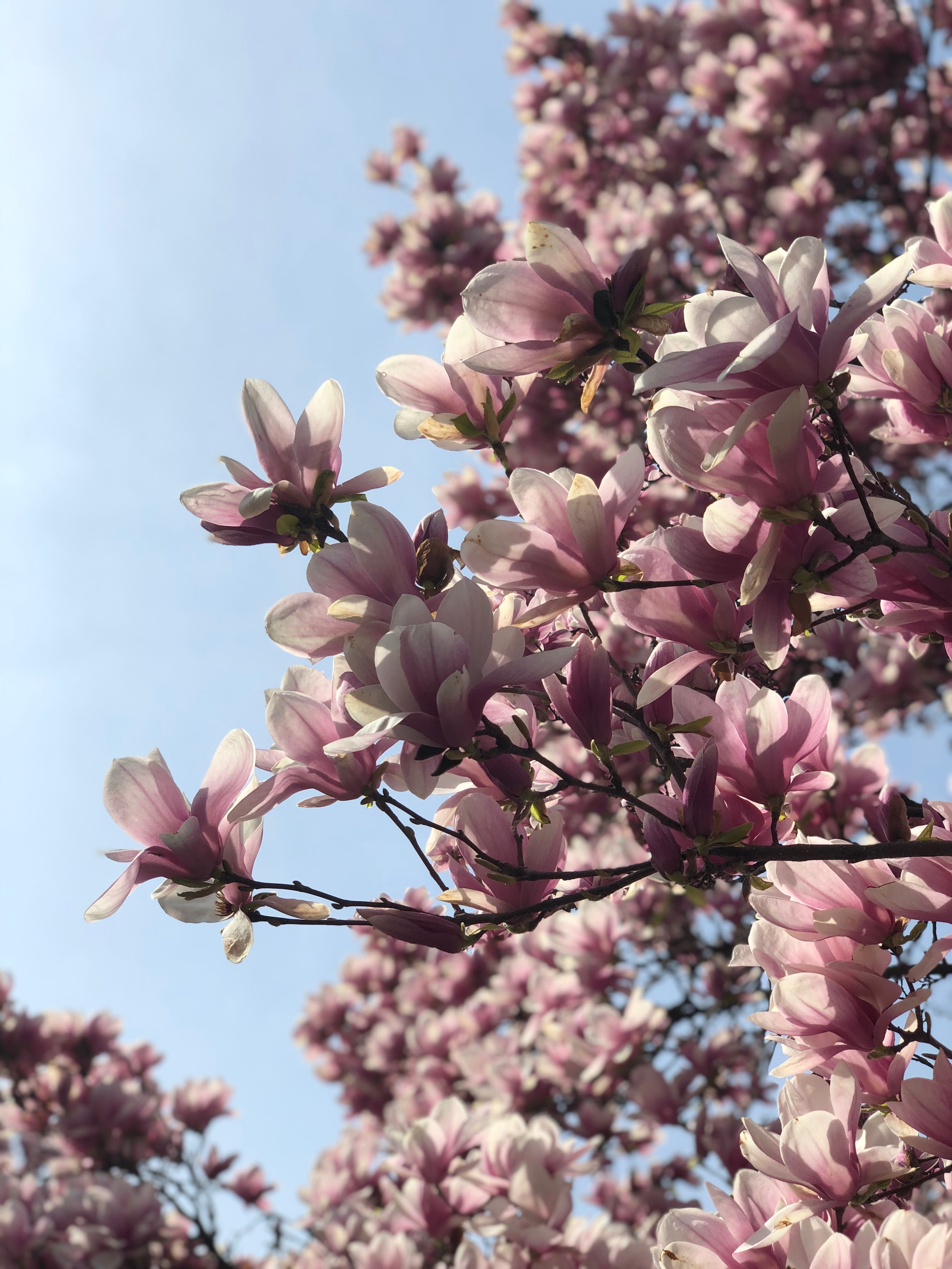 Pink magnolia blossoms against a blue sky in Prospect Park in Brooklyn.