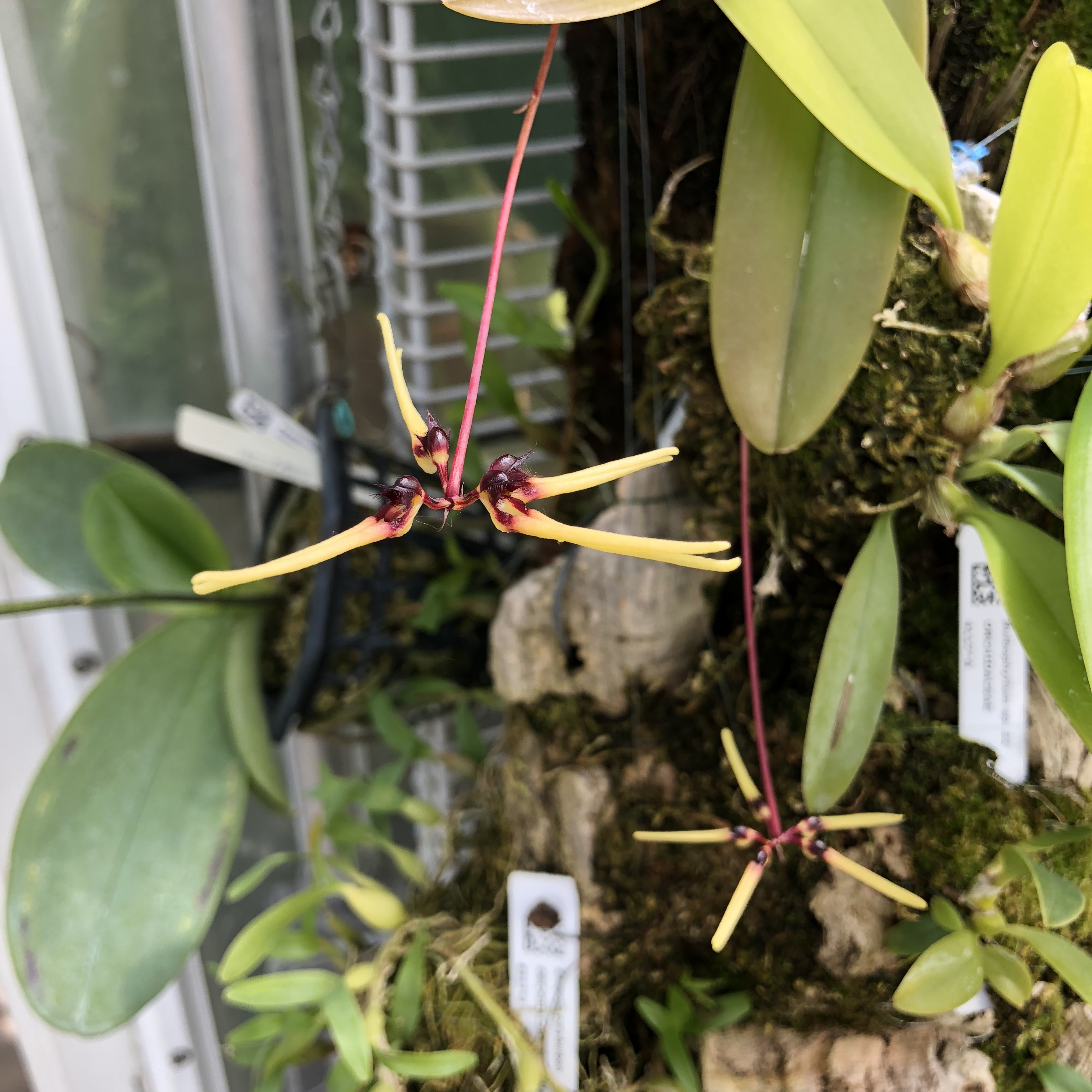 Bulbophyllum brienianum