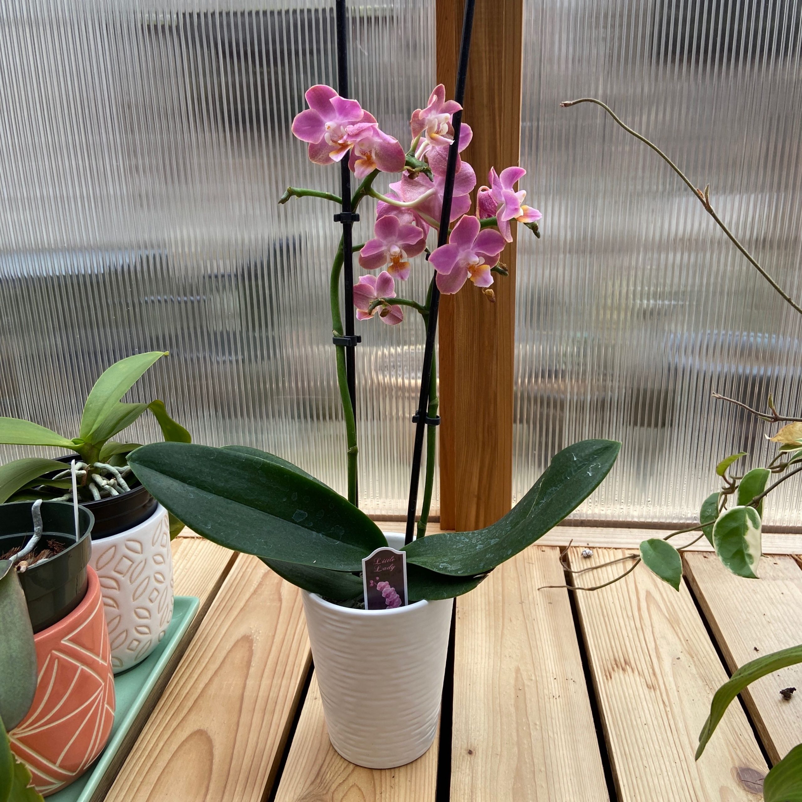 Trader Joe's Phal