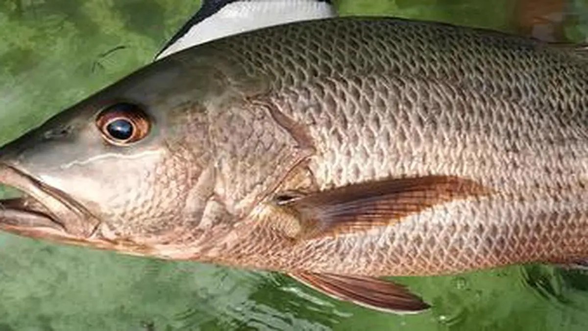 Sea Bass Fish In Malayalam / Get To Know Your Fish 100 Most Popular Common Fish Names In English With Pictures Sea Fish Freshwater Fish Seafood Confused Over Fish Names