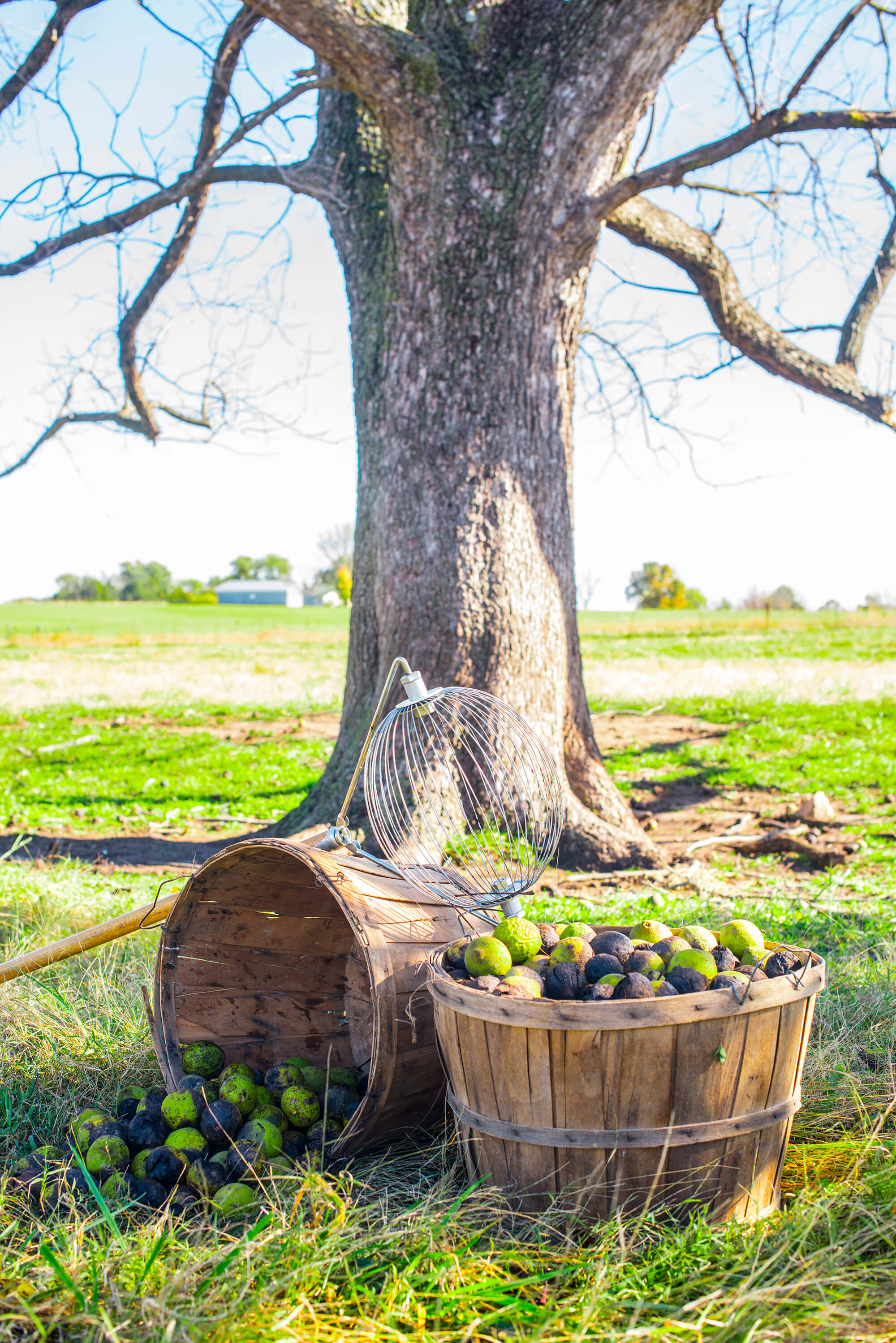 Black Walnut The Morton Arboretum