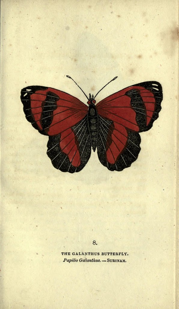 the Galanthus butterfly illustration on a paper