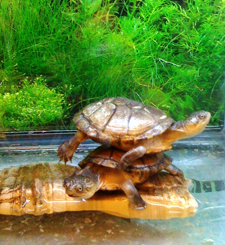 Setting up a Turtle Tank Black Belt Review