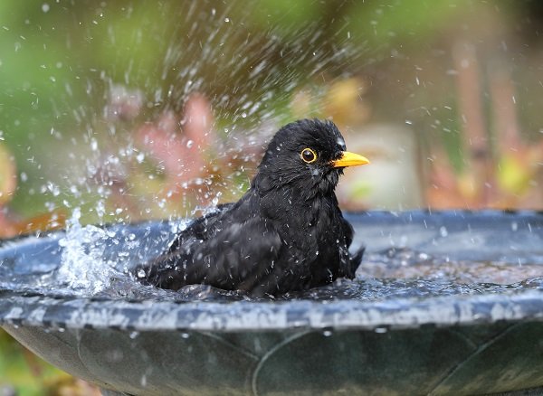 Read more about the article Tracey S. Phillips asks What Bird Are You?