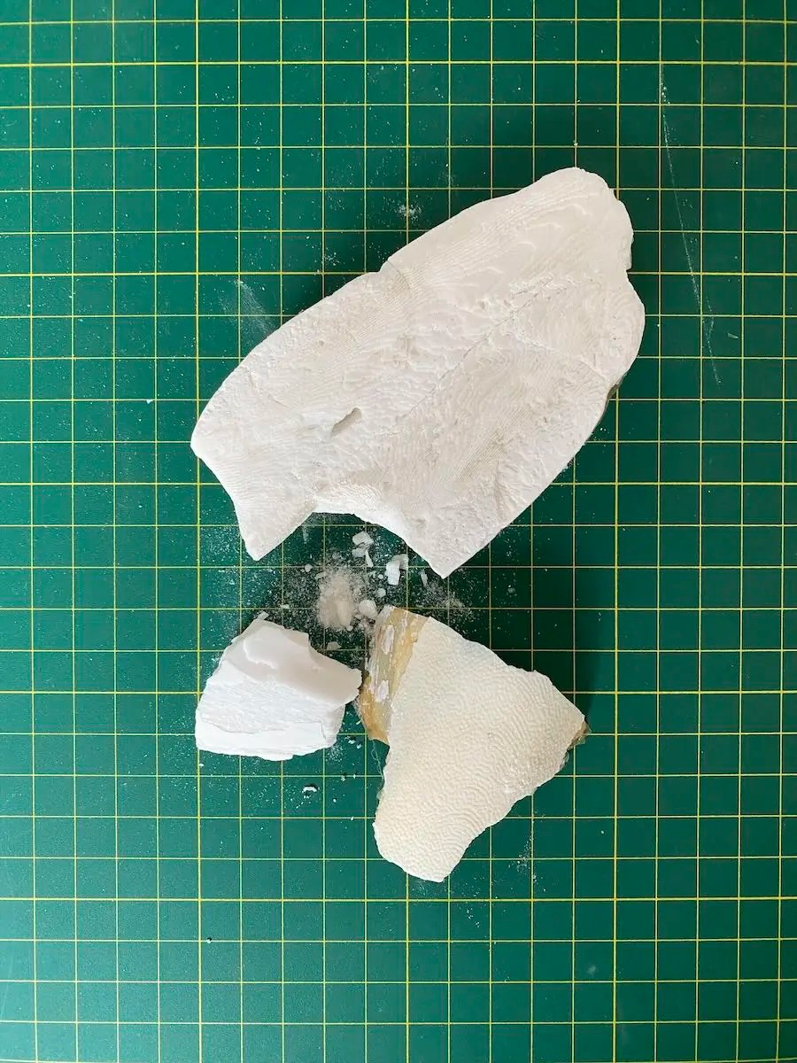 Lauren Prousky, Broken Cuttlebone, 2024. Photograph of specimen.