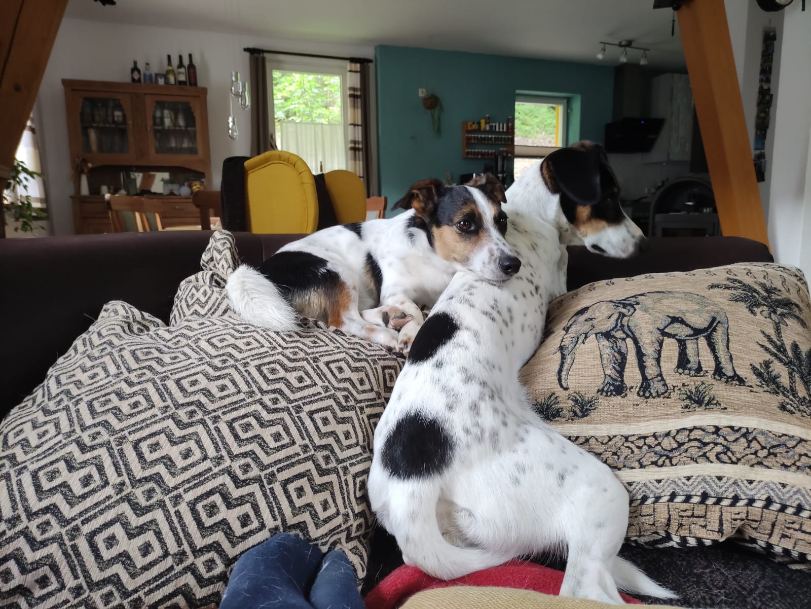 Bo und Lou – neue Mitglieder bei Black Forest BARF