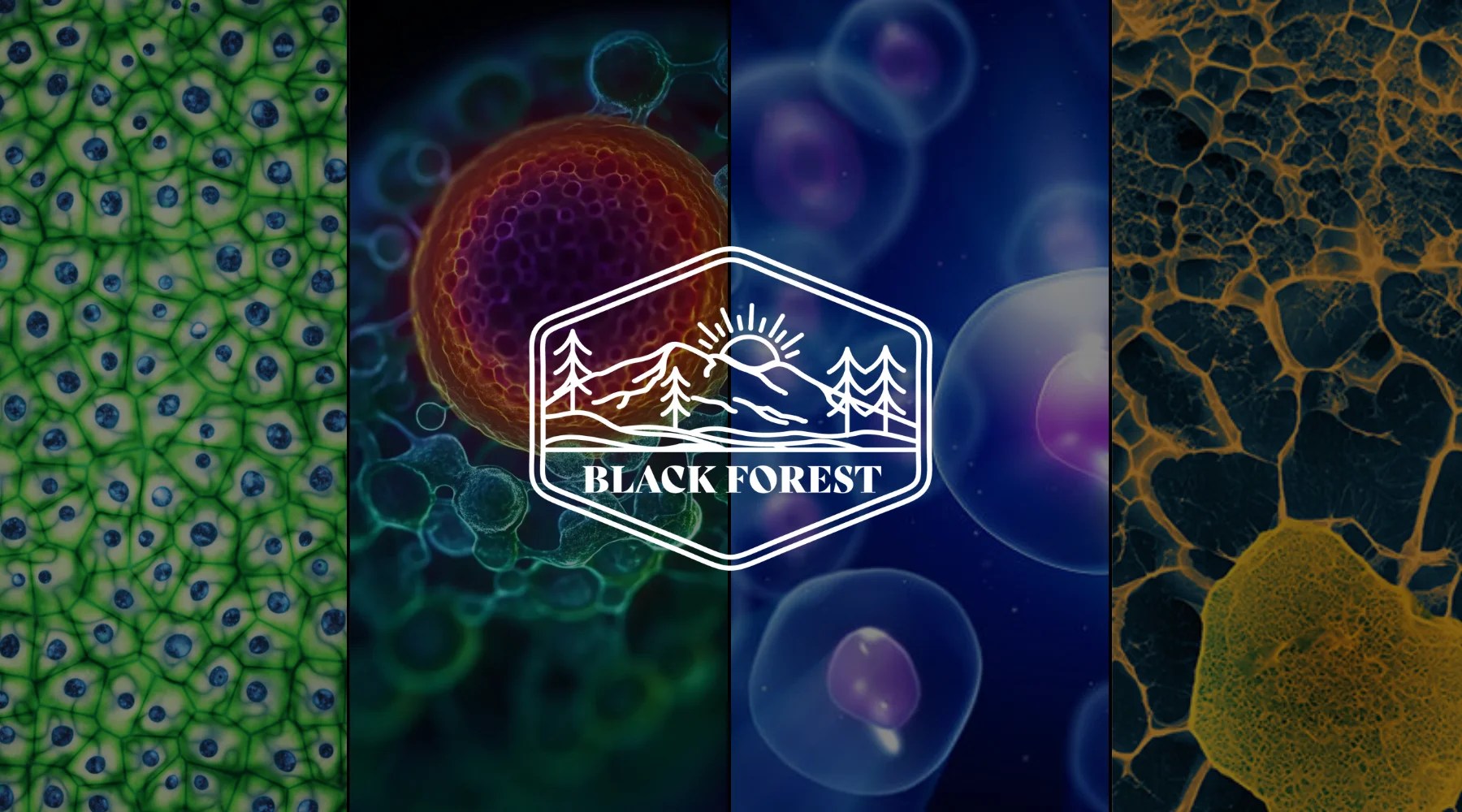 Microscopic biological collage featuring green, red, blue, and yellow cell structures with a central white hexagonal logo depicting mountains and trees above the text BLACK FOREST on a dark background.