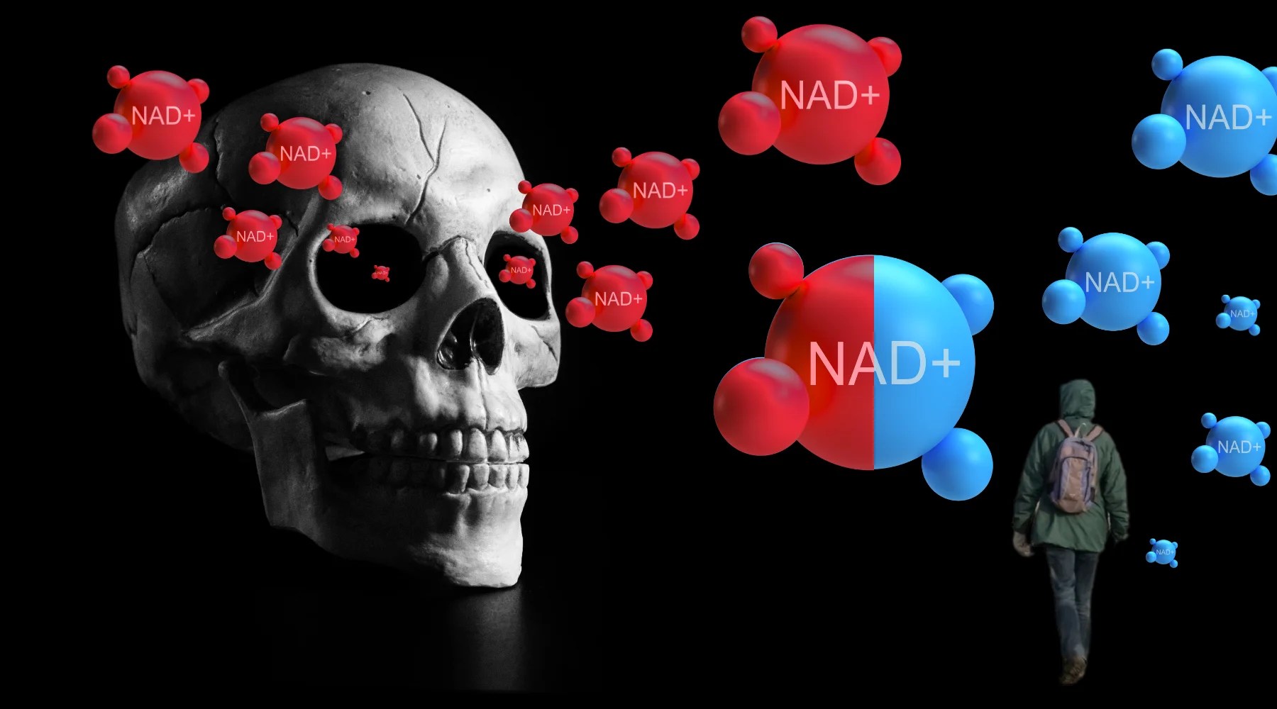 Human skull and person walking surrounded by red and blue NAD+ molecules on a black background, representing the impact of cellular health on aging and longevity.