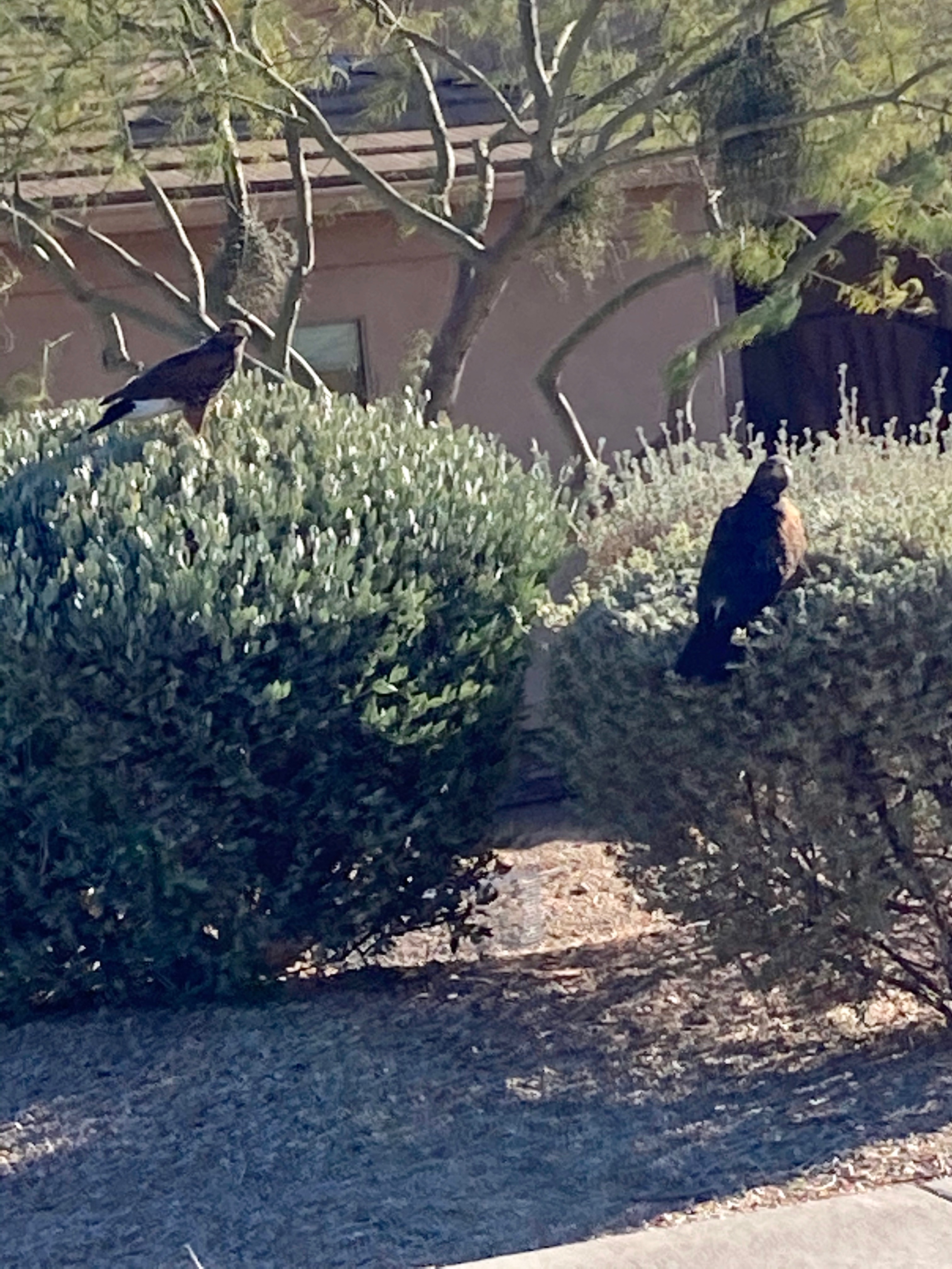 Harris hawk on jojoba