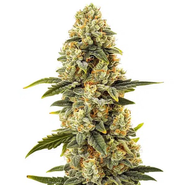 Critical Bilbo Fast Version cannabis seeds from Blimburn Seeds