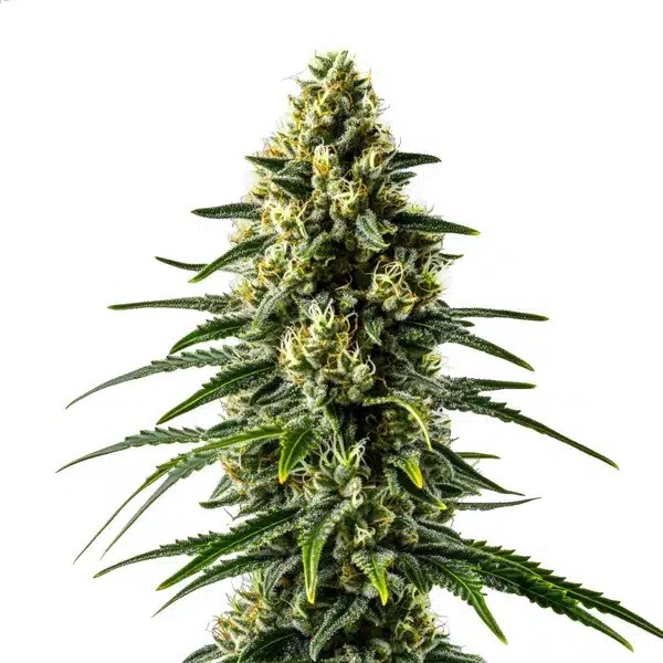 Lemon Haze Fast Version cannabis seeds from Blimburn Seeds