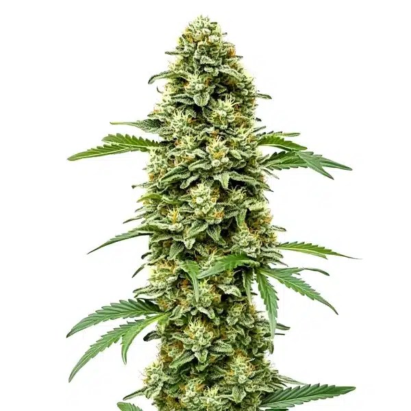 White Russian Fast Version cannabis seeds from Blimburn Seeds