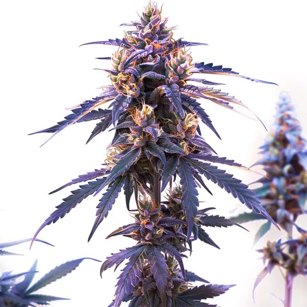 Z OG Fast Version cannabis seeds from Blimburn Seeds