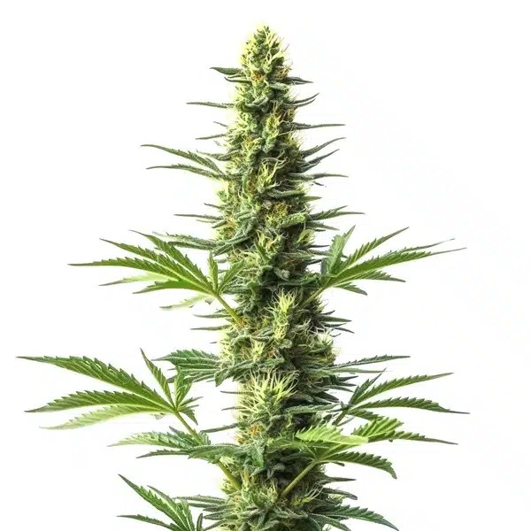 Amnesia Fast Version CBD cannabis seeds from Blimburn Seeds