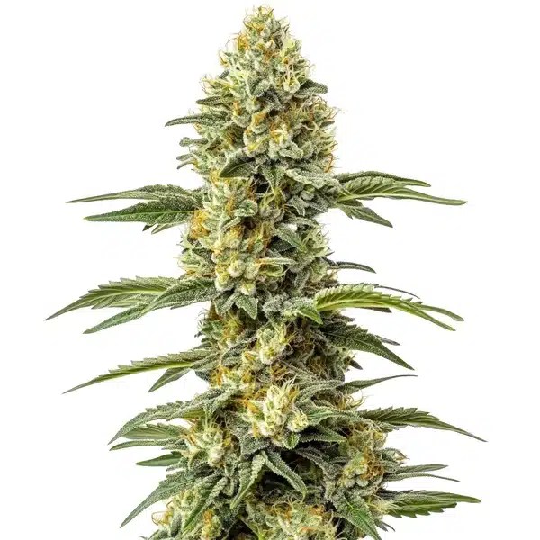 Amnesia Lemon Regular cannabis seeds from Blimburn Seeds