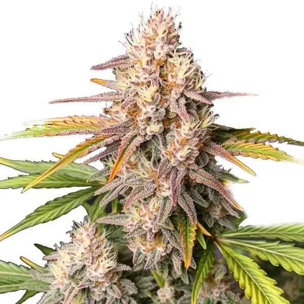 Bc God Bud Regular cannabis seeds from Blimburn Seeds