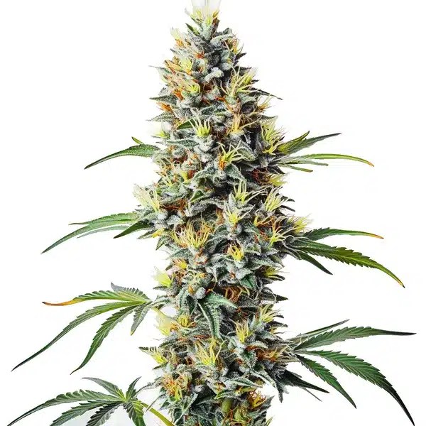 Blue Amnesia Regular cannabis seeds from Blimburn Seeds