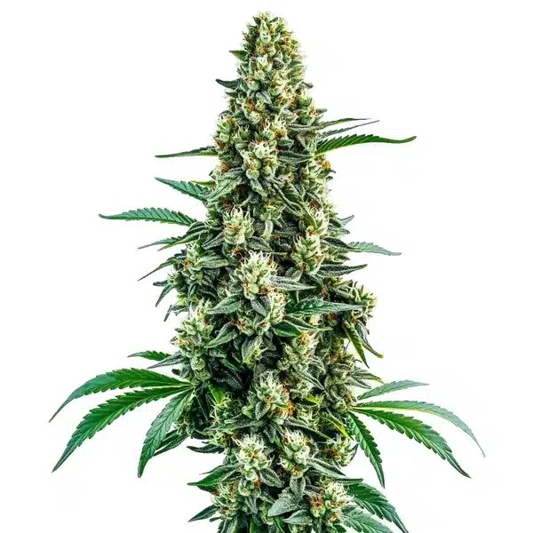 Chocolope Regular cannabis seeds from Blimburn Seeds