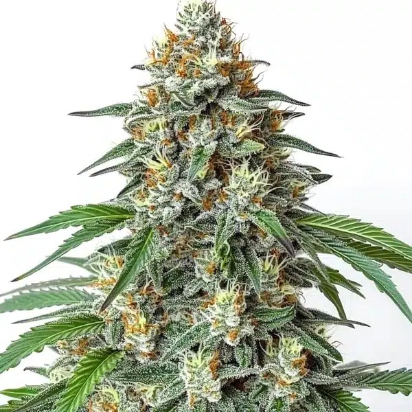 Diesel Regular cannabis seeds from Blimburn Seeds