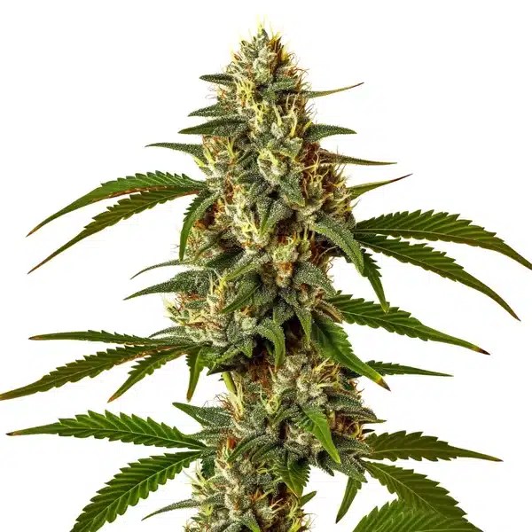 Green Poison cannabis seeds from Blimburn Seeds