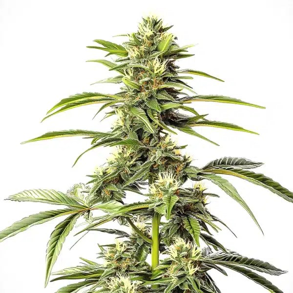 Hash Passion Regular cannabis seeds from Blimburn Seeds