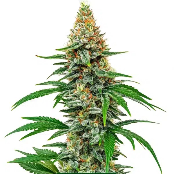 Hawaiian Snow cannabis seeds from Blimburn Seeds