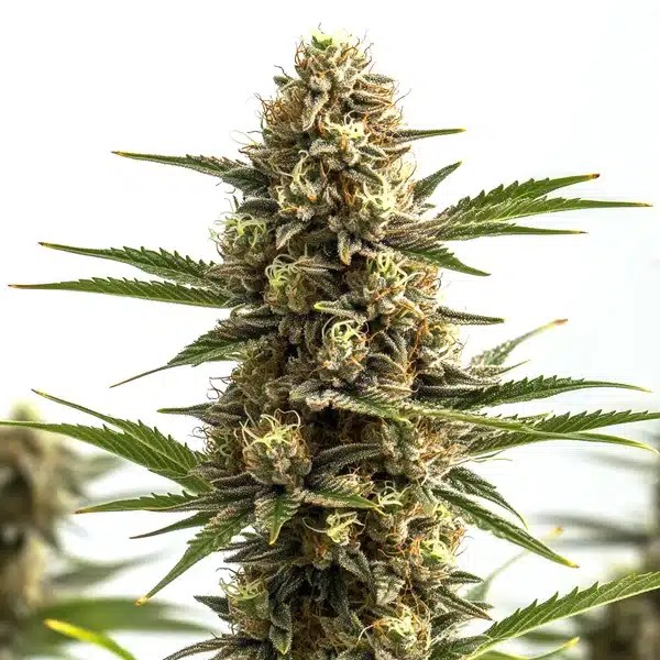 Jungle Wreck cannabis seeds from Blimburn Seeds