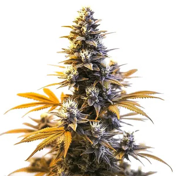 Larry OG cannabis seeds from Blimburn Seeds
