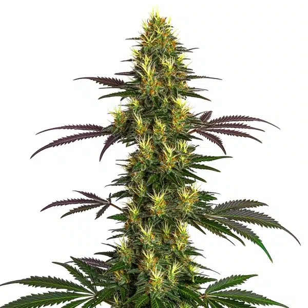 Mohan Ram cannabis seeds from Blimburn Seeds