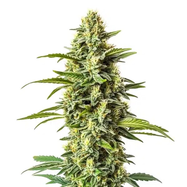 Northern Critical cannabis seeds from Blimburn Seeds