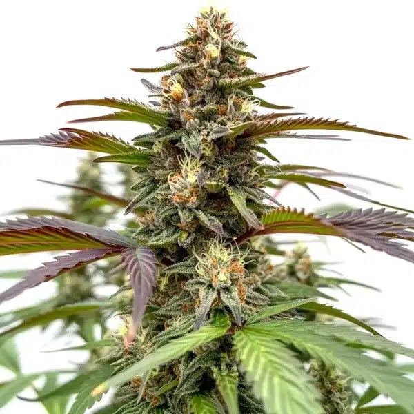 Rainbow cannabis seeds from Blimburn Seeds