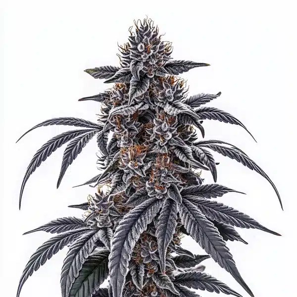 Rosetta Stone cannabis seeds from Blimburn Seeds