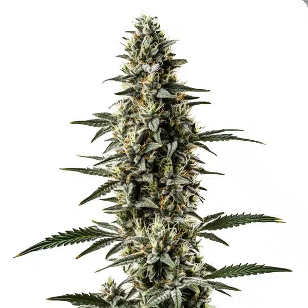 Shiskaberry x Candida Fast Version CBD cannabis seeds from Blimburn Seeds