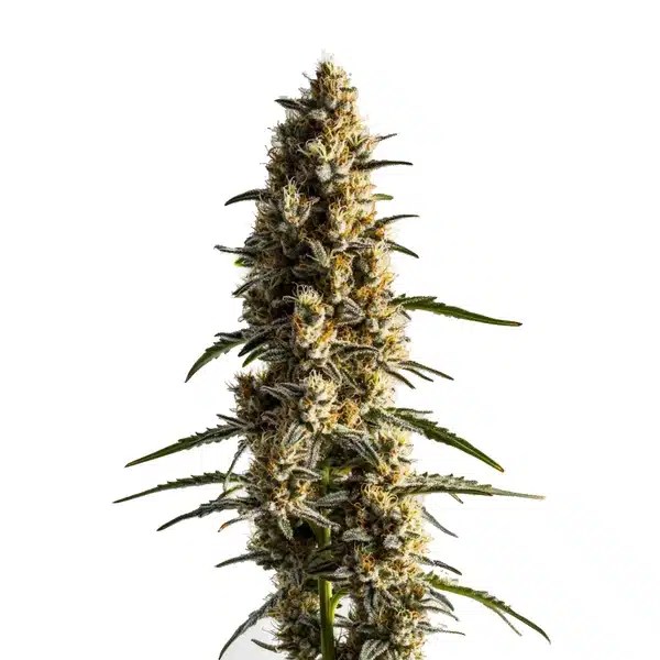 Somango cannabis seeds from Blimburn Seeds