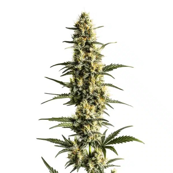 Sour Lemon cannabis seeds from Blimburn Seeds