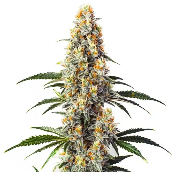 Super Glue cannabis seeds from Blimburn Seeds