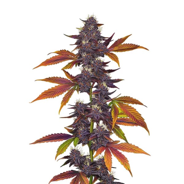 Auto Purple CBD cannabis seeds from Blimburn Seeds