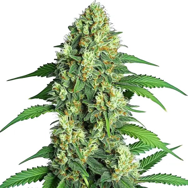 Jamaican cannabis seeds from Blimburn Seeds