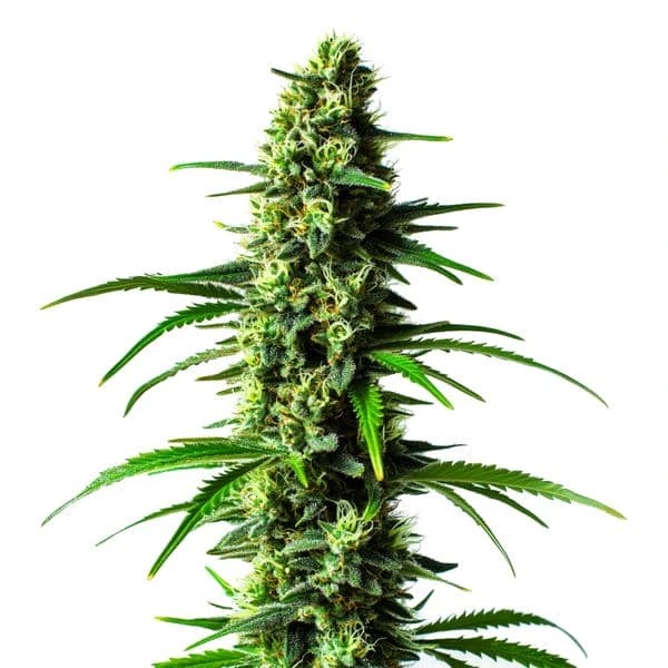 Super Skunk cannabis seeds from Blimburn Seeds