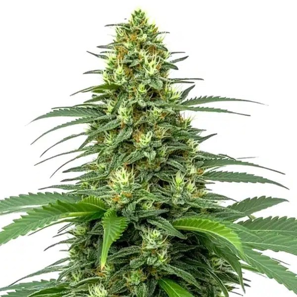 Amnesia Auto cannabis seeds from Blimburn Seeds