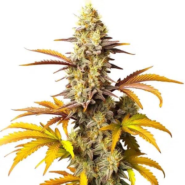 Blue Cheese Autoflower cannabis seeds from Blimburn Seeds