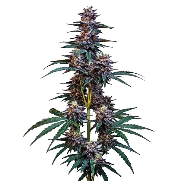 Cookies x Berry Auto cannabis seeds from Blimburn Seeds