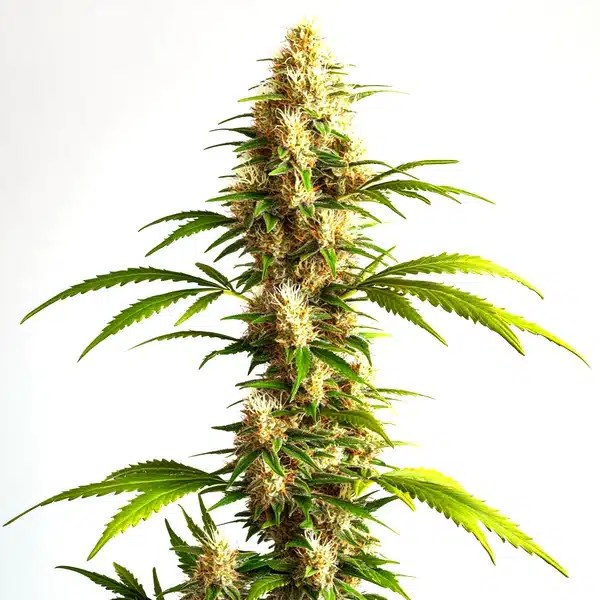 Critical 2.0 Auto cannabis seeds from Blimburn Seeds