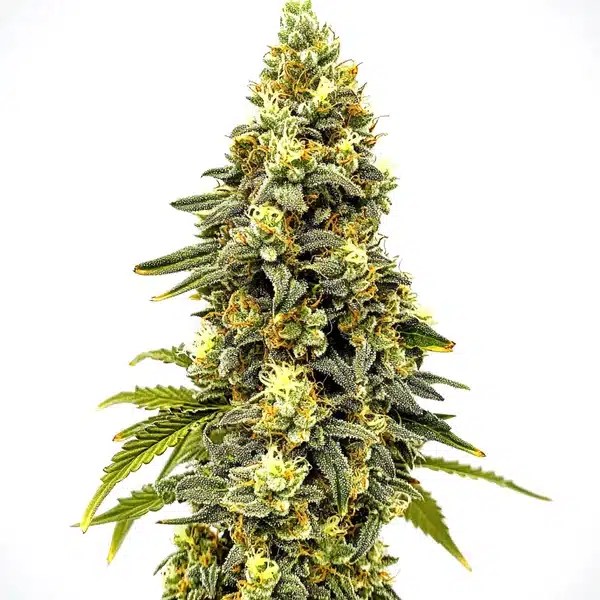Critical Jack Auto cannabis seeds from Blimburn Seeds