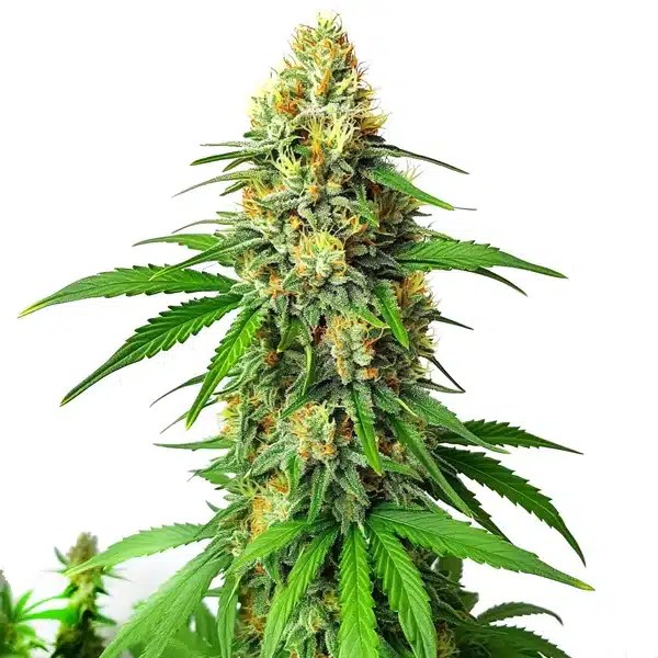 Critical x AK47 Auto cannabis seeds from Blimburn Seeds
